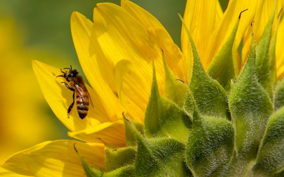 University of Michigan Ann Arbor Is Now Bee-Friendly