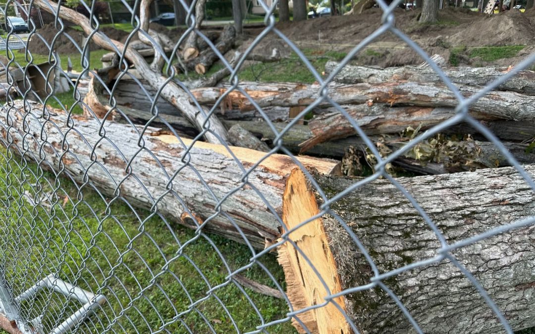 Repurposing a Tree for Play: Allmendinger Park’s Safety Initiative